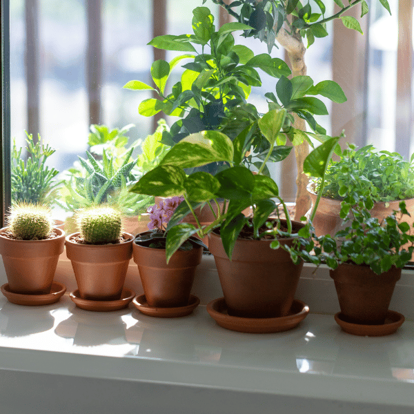 Plantas para Jardines Pequeños guia